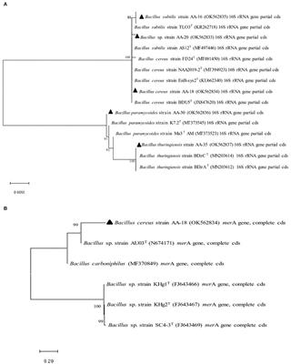 In vitro and in silico Studies Reveal Bacillus cereus AA-18 as a Potential Candidate for Bioremediation of Mercury-Contaminated Wastewater